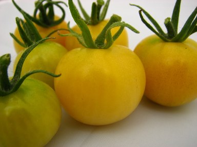 [Tomates_cereja_2.jpg]