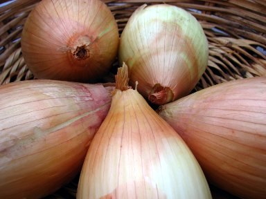 [Cebolas_compridas_de_Arouca_2.jpg]
