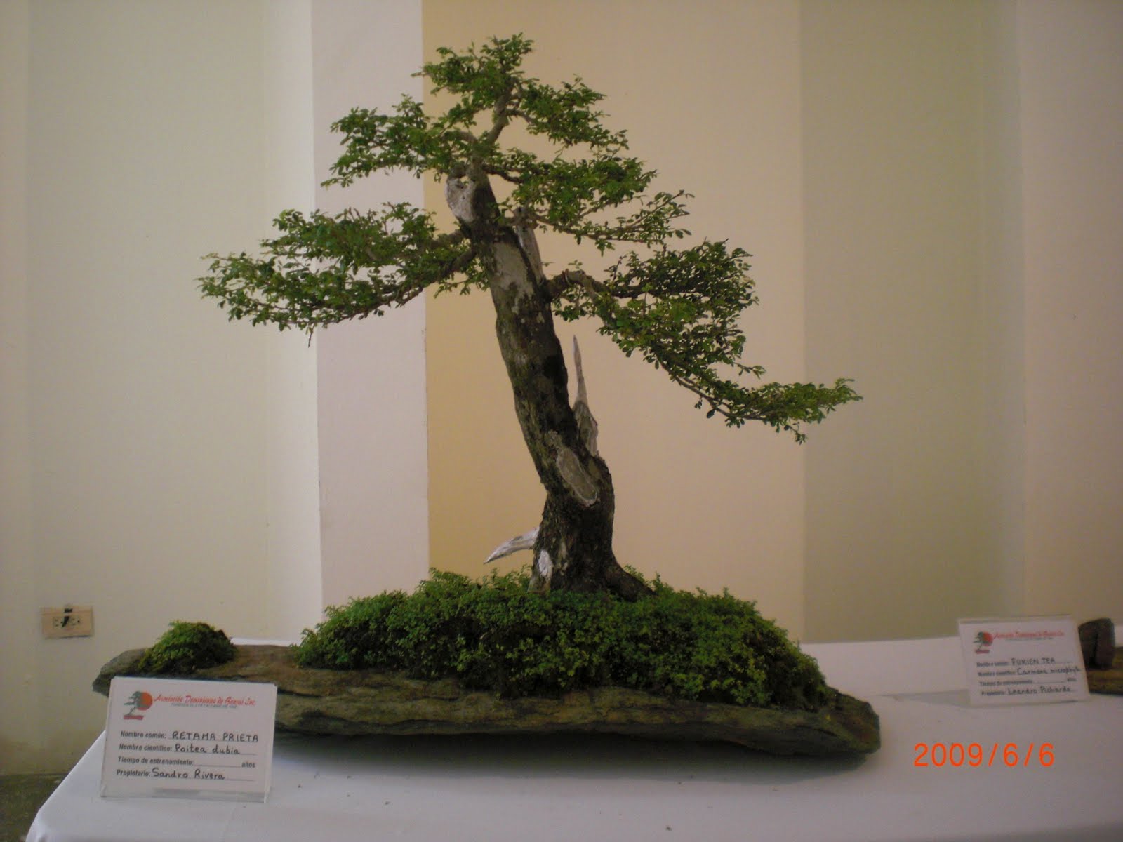 bonsai dominicano BONSAI EN VENTA DE MI COLECCION