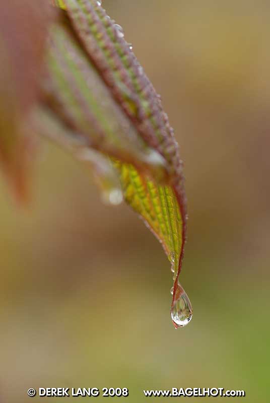 [blog0518_04_LeafDroplet800.jpg]