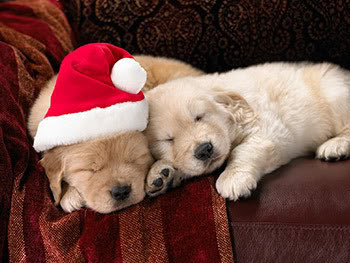 Christmas%20Puppies.jpg
