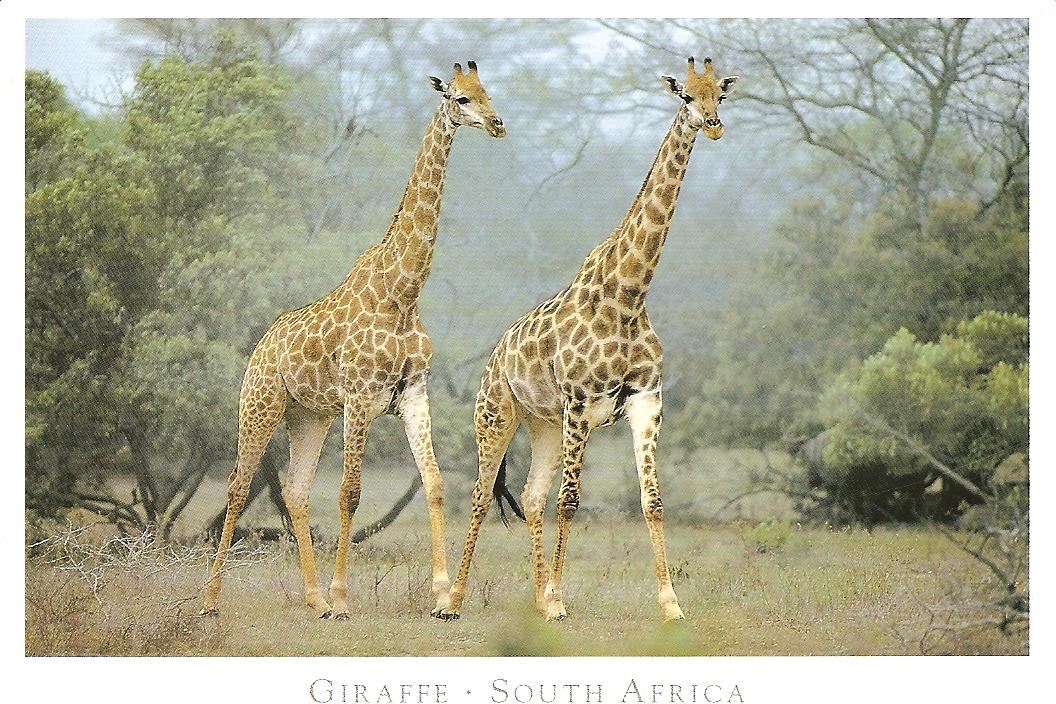 [SOUTH+AFRICA+AUG228+003.jpg]