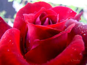 Rosas: representan belleza y perfección. Amor,magia y pasión