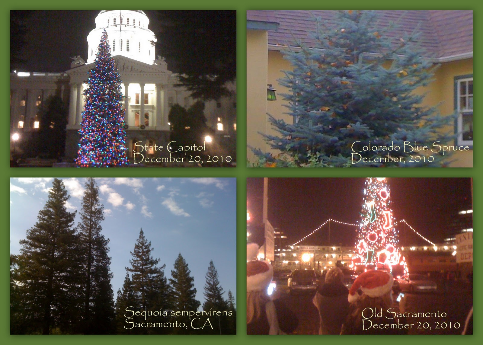 Geno's Garden Design & Coaching Getting to Know Your Evergreen Trees