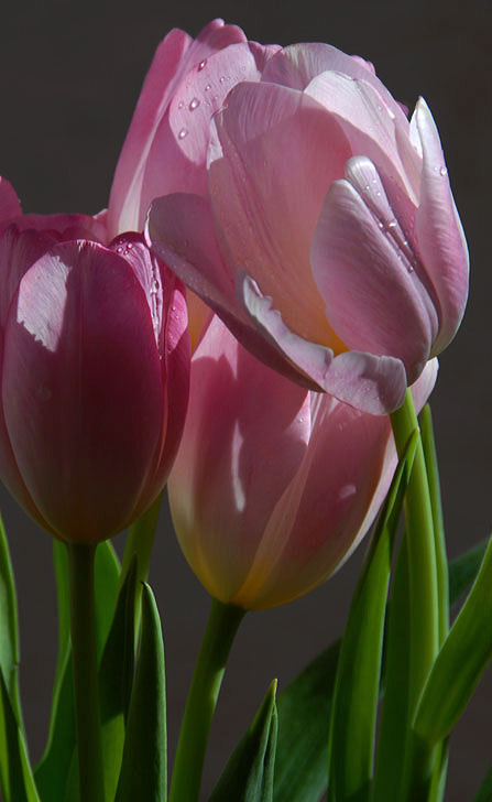 [Tulips+by+Kazimiera+Maslikowski©.jpg]