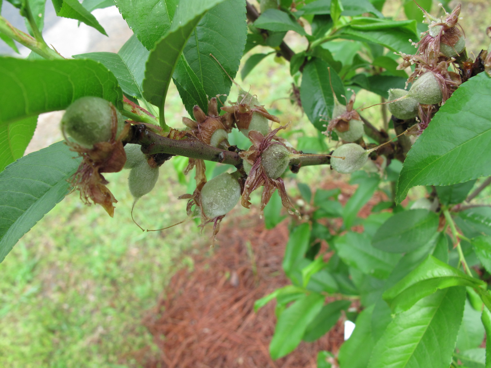 Jared's Adventure Into Beekeeping Racking Mead and fruit trees/bushes