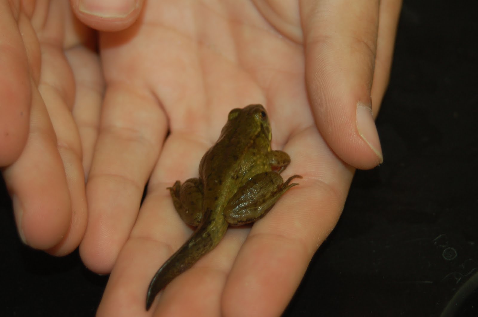 Hudson Herpetology 2010: Incomplete Metamorphosis