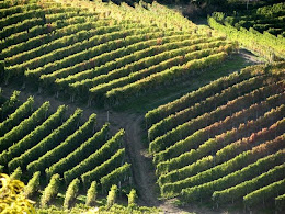 BAROLO DOCG