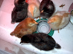 Chicks at the Water Cooler