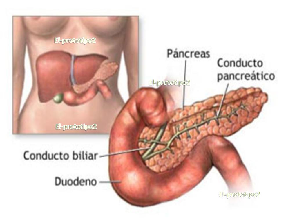 El-Prototipo2: El mundo,el cancer de pancreas asecha hasta el 95%