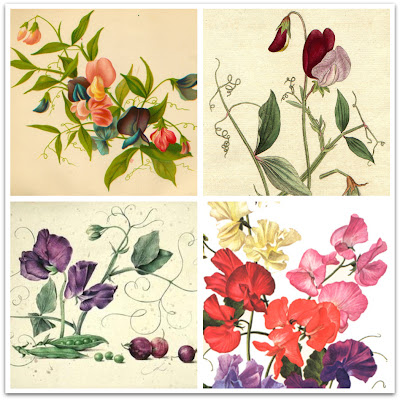 sweet pea tattoo. called me quot;Sweet Peaquot; so