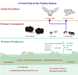 Very popular images: The Tundra Food Web