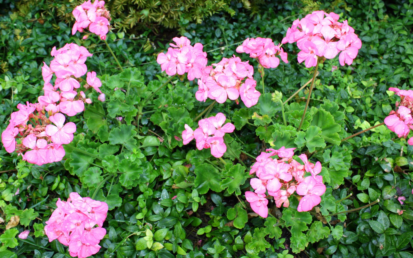 ||Diff between annual and perennial geraniums|| - ||photos of full