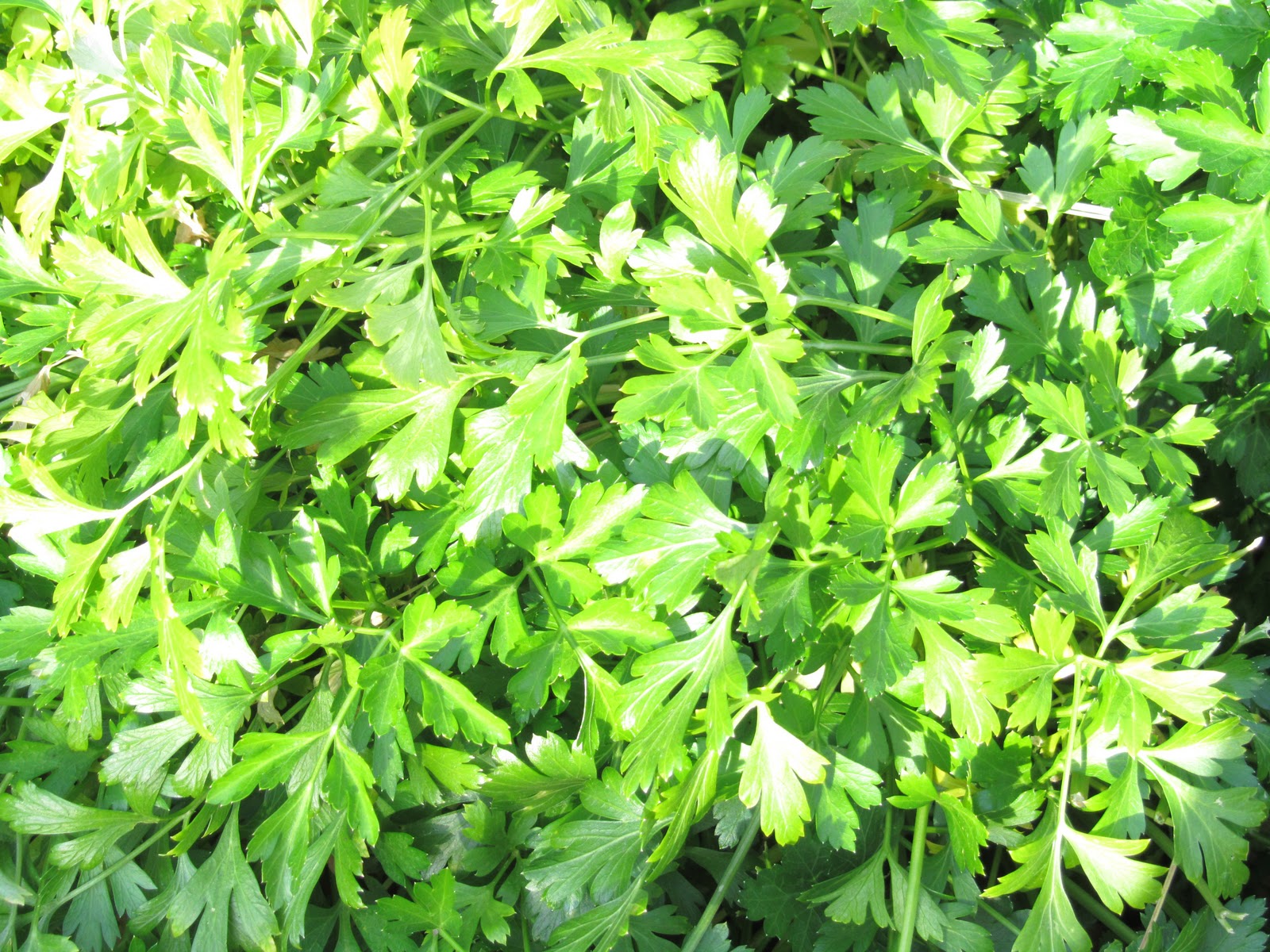 Gatsbys Gardens Around The Garden