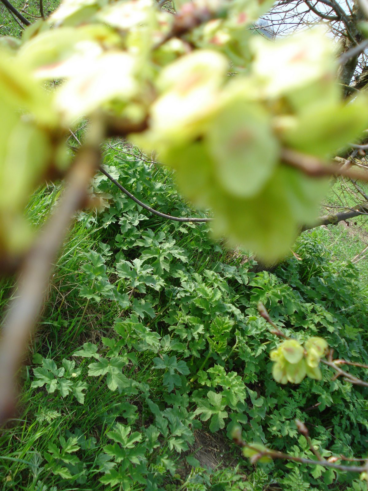 [Cambridge+walks+020.jpg]