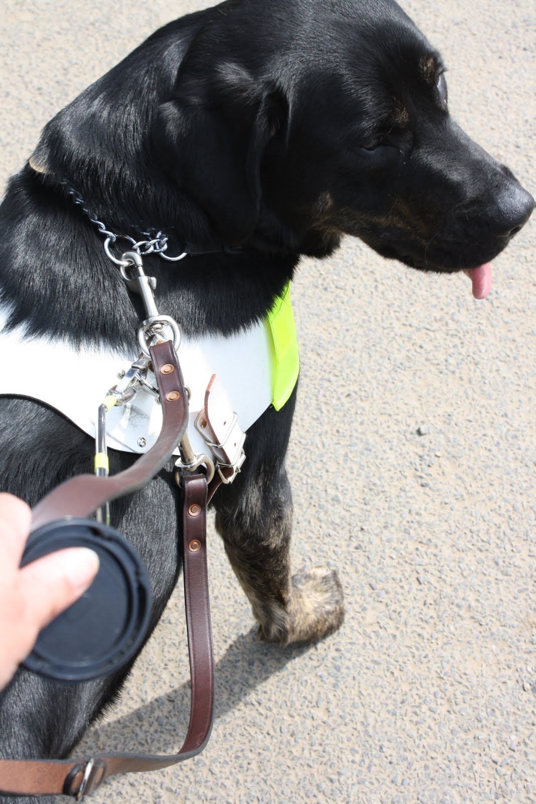 [Guide+Dog+Trainig++(Canon+1)+010.jpg]