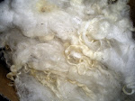 Undyed Shetland lamb fleeces and  rovings