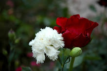 De la rosa y el clavel salen las palabras que llegan a tu corazón en forma de verso y pasión.