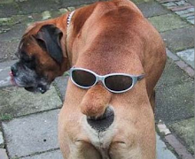 Dog Butt