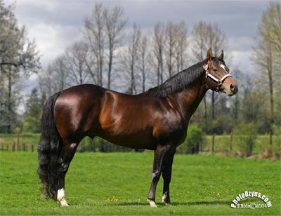 Resultado de imagem para foto de uma cavalo quarto de milha do Maranhão