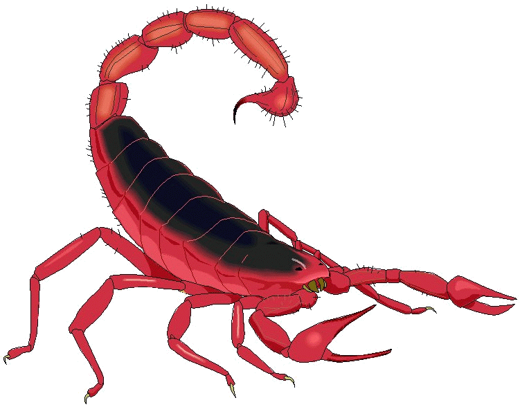 [scorpion.gif]