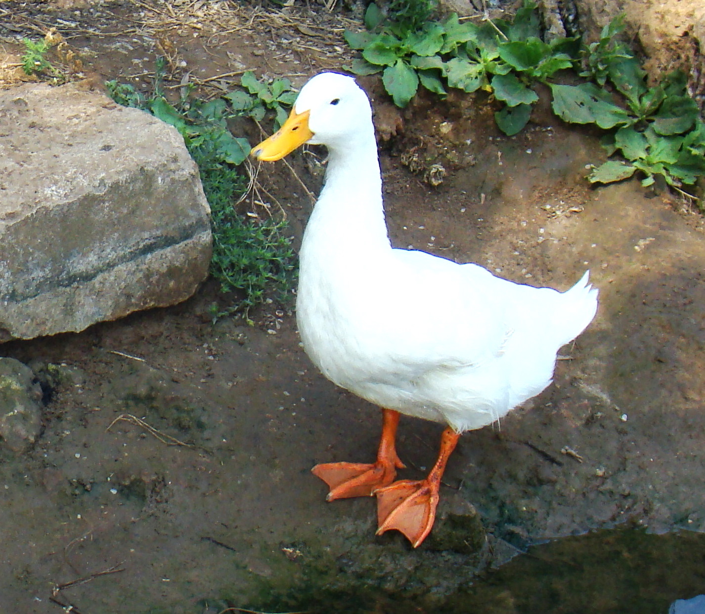 PazzaPazza WHAT IS GOOD FOR THE GOOSE IS GOOD FOR THE GANDER