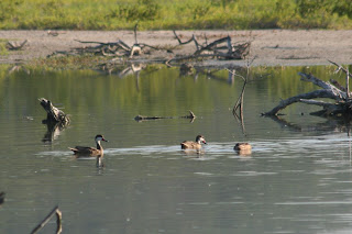 White-cheeked Pintail, Guanica, Puerto Rico