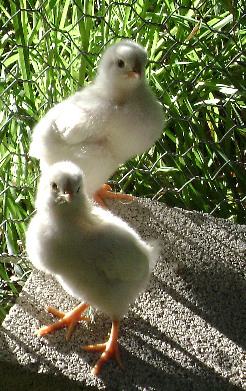 Softearth's World I have Chickens in my garden