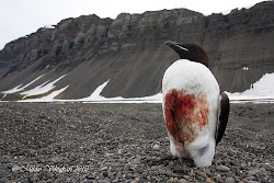 bird guillemot around dying flying exploring