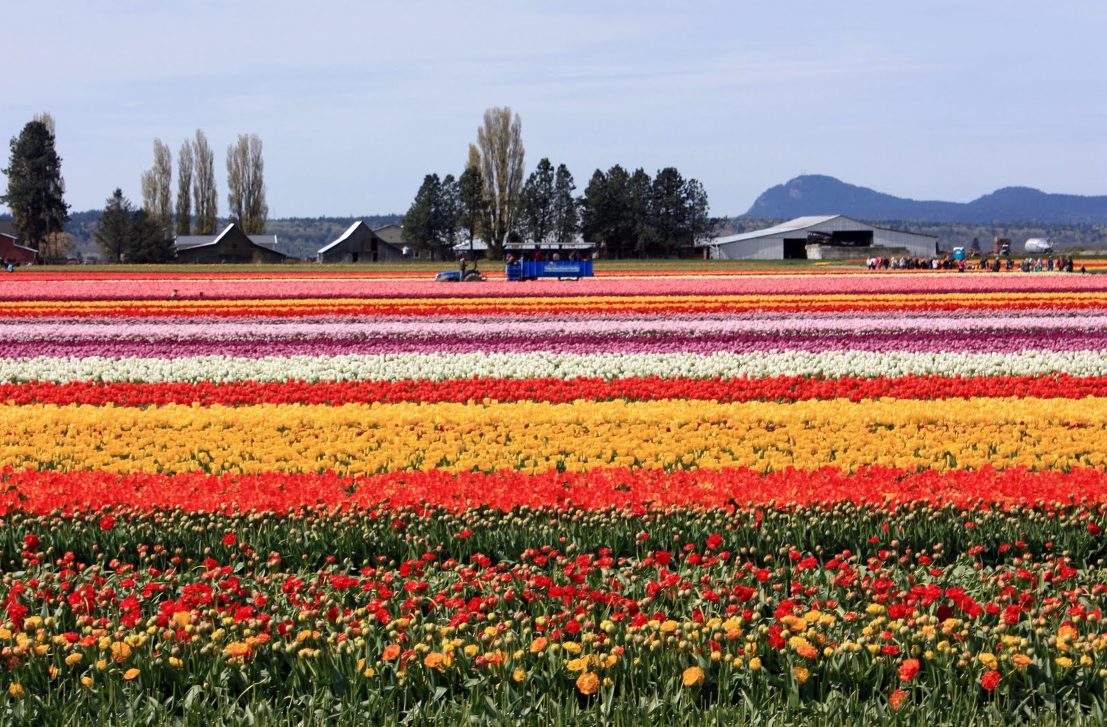 Window View Photography Tulip Festival. Skagit Valley. Washington State.