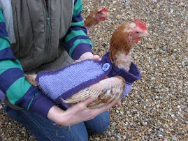 Odd bits: Knit a chicken sweater (jumper)