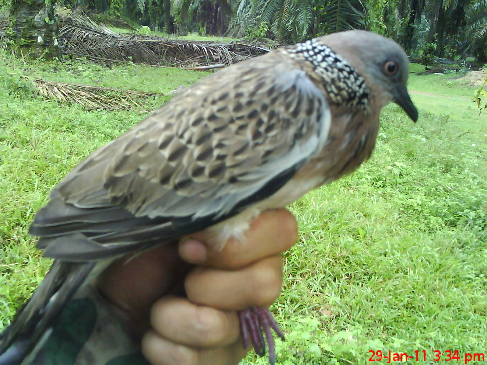 SELADANG JATI Misi ke FELDA Mempaga