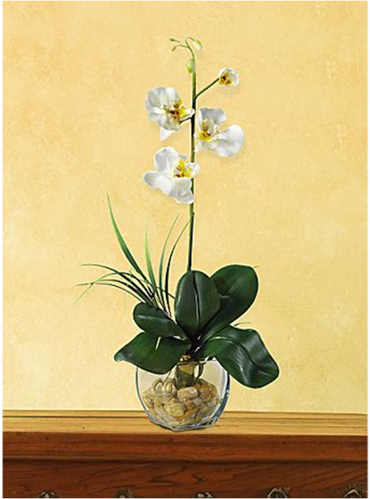 My Enchanting Silk Garden Something You Should Know About Silk Orchids