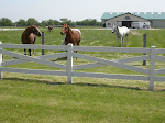 Equestrian & Livestock Fencing