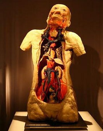 !!! Corpo Humano !!!