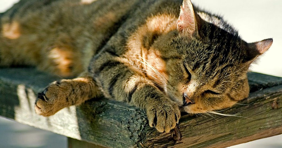Chat gratuit 75