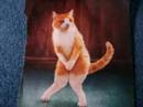 My Paparazzi Pics