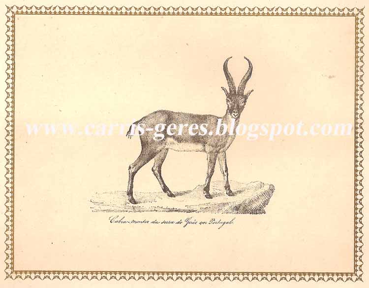 [Cabra+do+Geresa.jpg]