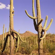 Saguaro National Monument