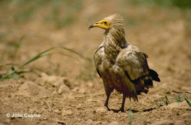 [Abutre+do+egipto+JC.jpg]