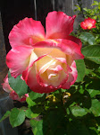 Diane's garden in SF