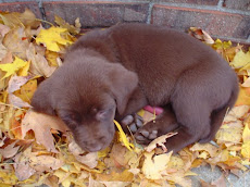 Our Chocolate Lab....Cocoa