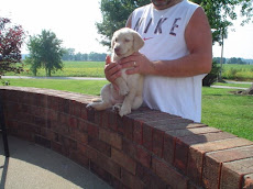 Blonde Lab Puppy