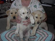 Buddy, Pearl and Butter when they were puppies!!!