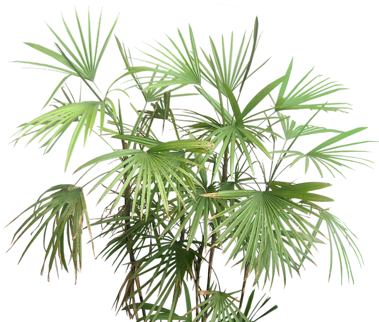 Tropical Plant Pictures: Rhapis Multifida (Finger Palm)