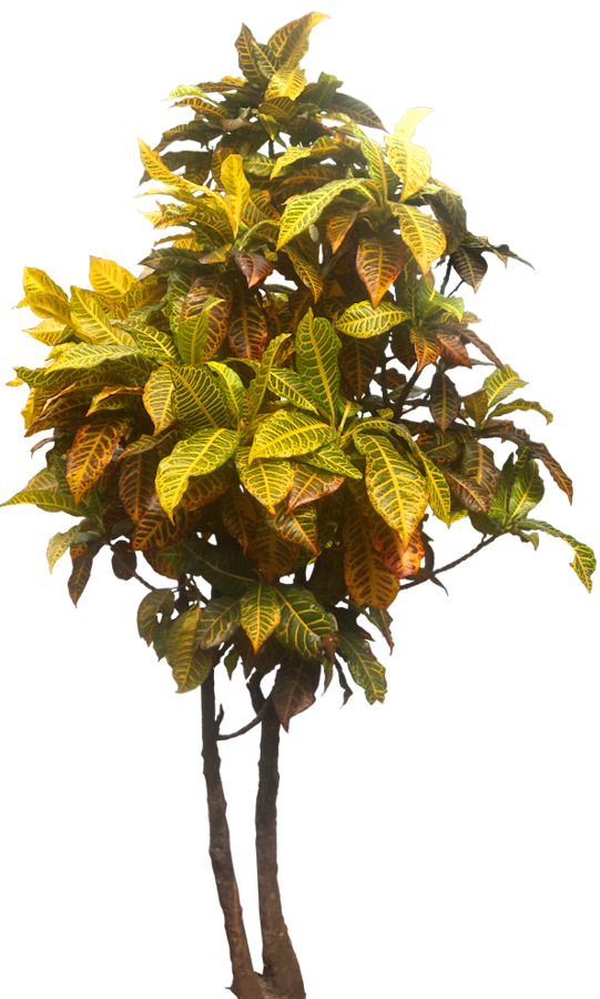 Herbst S T Herbster Chocolate Food Lover S Companion Herbst S T Herbster Chocolate Food Lover S Companion