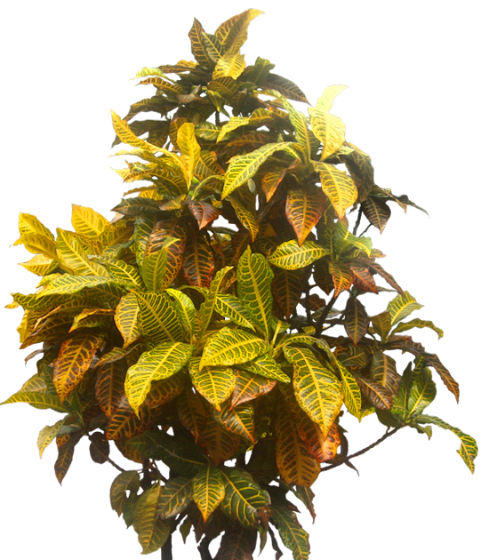 christmas cactus dropping leaves