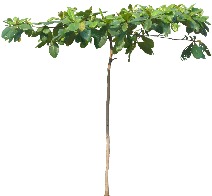 Tropical Plant Pictures: Terminalia Catappa ( Indian Almond )