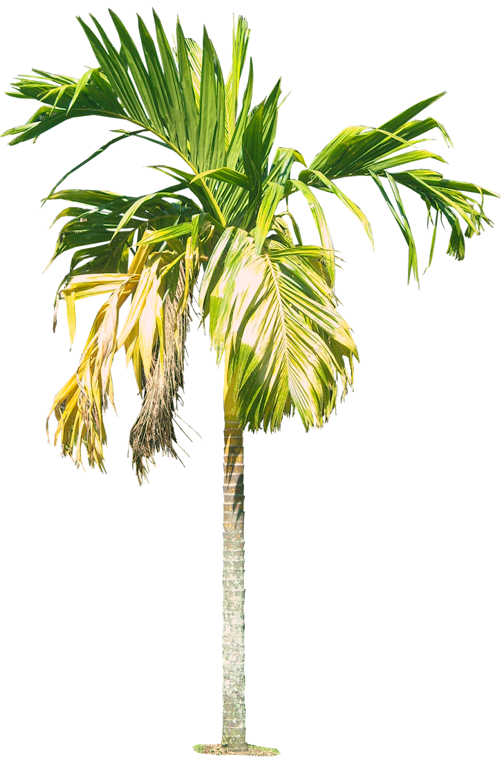 Tropical Plant Pictures Areca Catechu