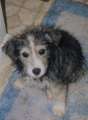 Hobbes, the drowned rat look.